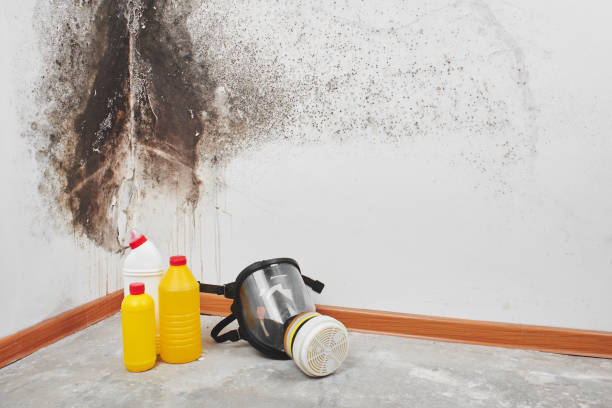 Best Basement Mold Remediation in Demarest, NJ