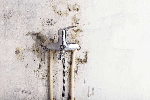 Demarest, NJ Mold Removal Pros