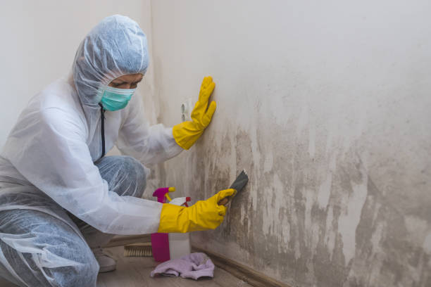 Best Industrial Mold Remediation in Demarest, NJ