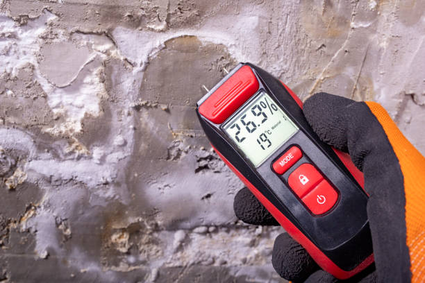 Best Black Mold Remediation in Demarest, NJ