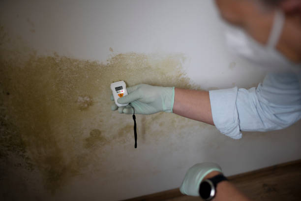 Best Bathroom Mold Remediation in Demarest, NJ