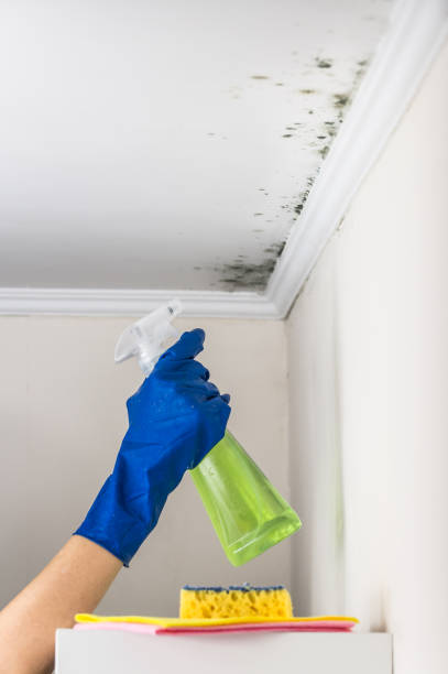 Best Mold Testing and Inspection Services in Demarest, NJ
